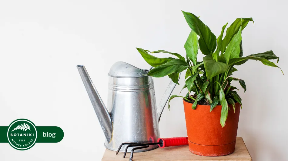 Jak oczyścić powietrze za pomocą roślin? Poznaj 5 roślin oczyszczających powietrze do sypialni